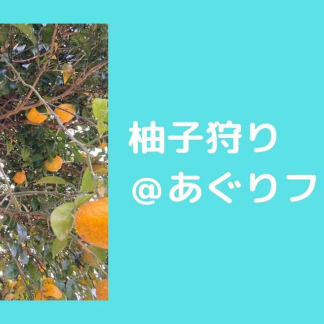 【農業体験】HCSアクティブラーニング　第三弾　柚子狩り【行きました】の画像